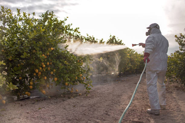 Best Termite Control Services  in Roberta, GA