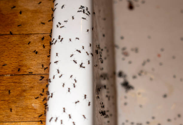 Pest Control Cost in Roberta, GA